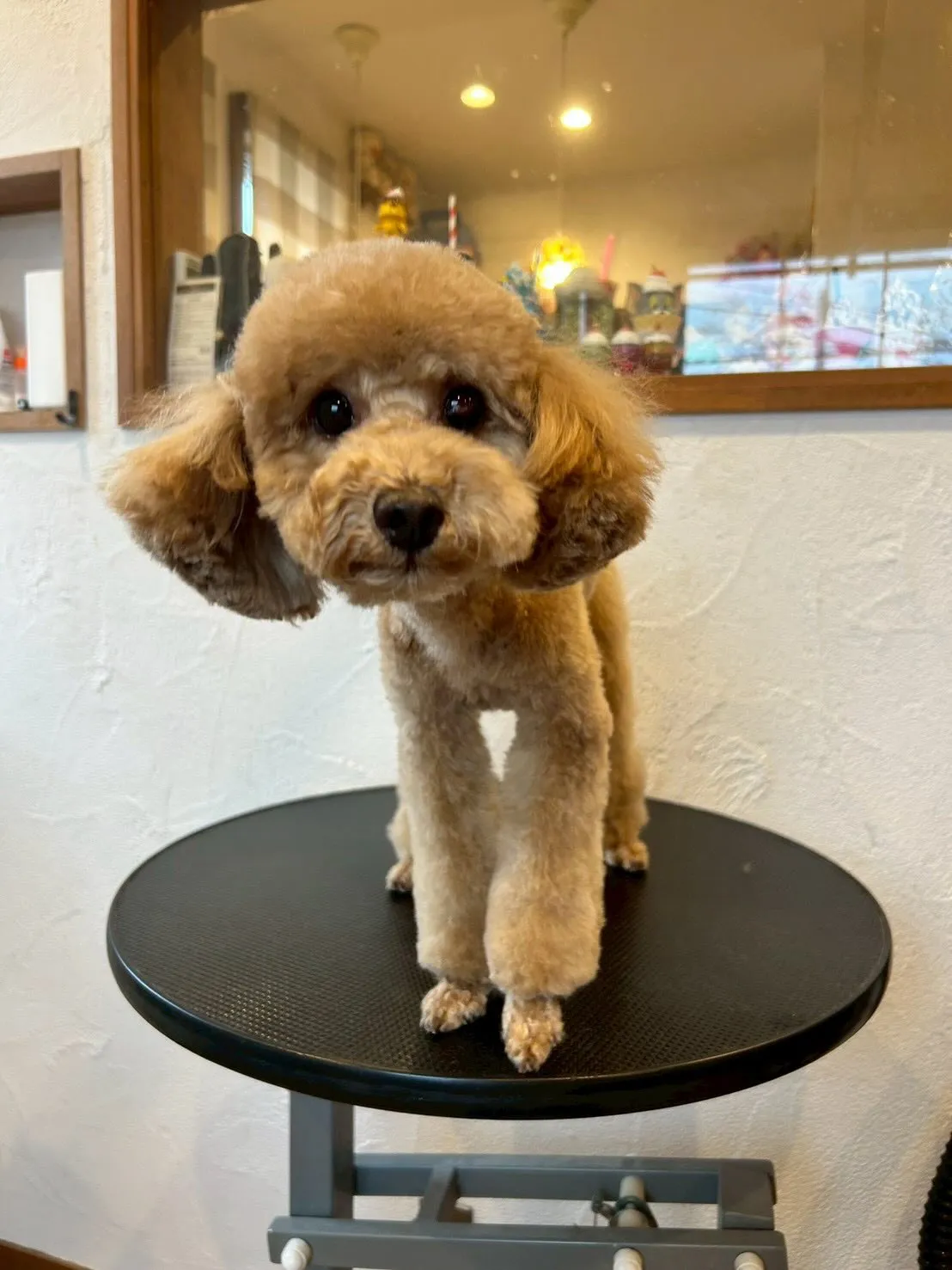 🐾✨毎回お客様のワンちゃんたちが来てくれると、まるで久しぶり...