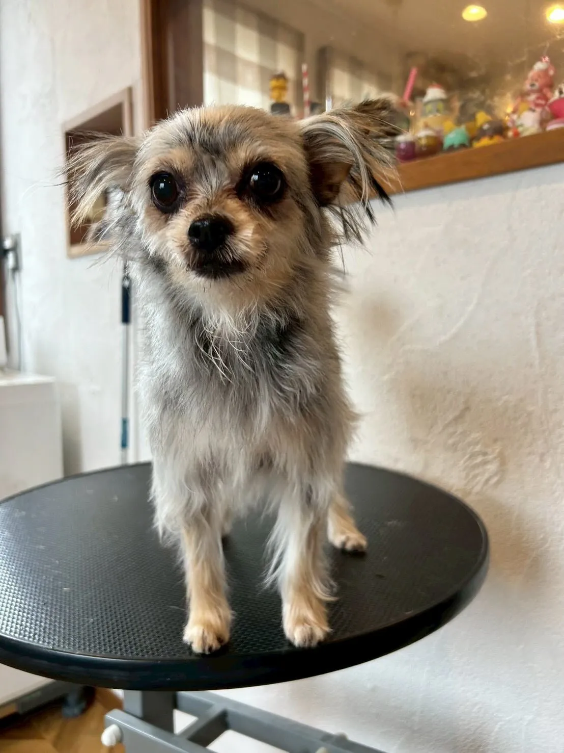 愛犬家のみなさん！🐾