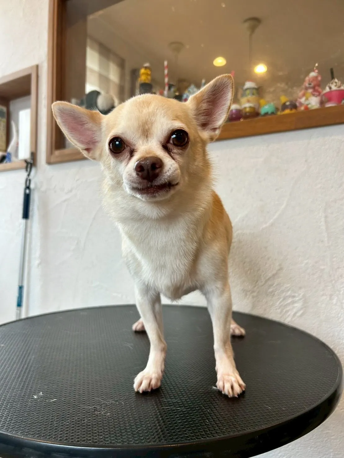 愛犬家のみなさん！🐾