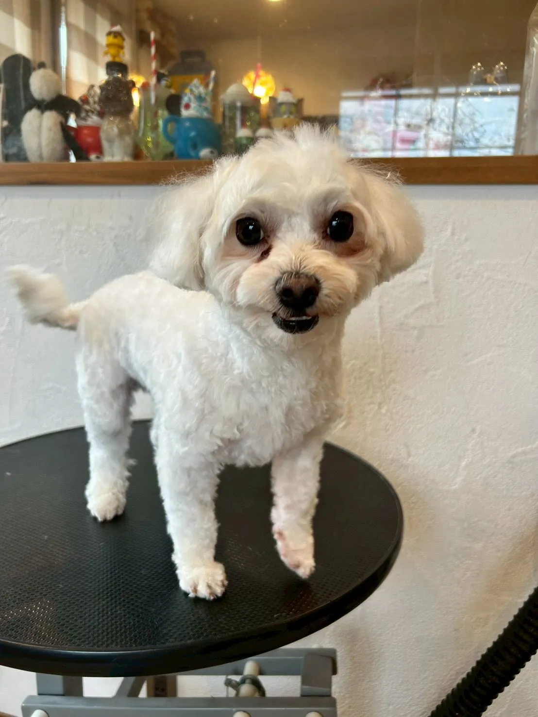 愛犬家のみなさん！🐾