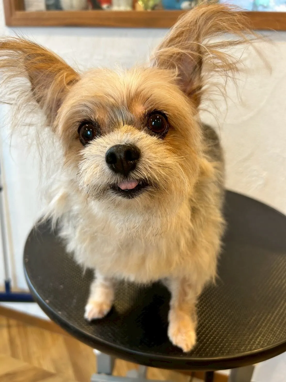 愛犬家のみなさん！🐾