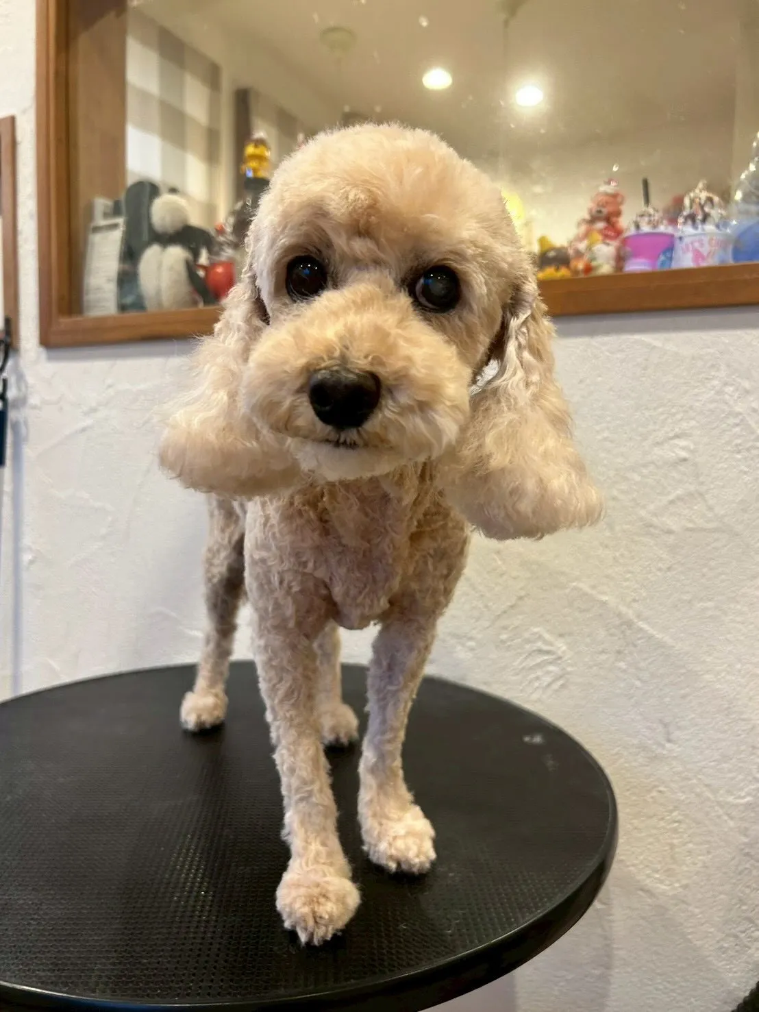 愛犬家のみなさん！🐾