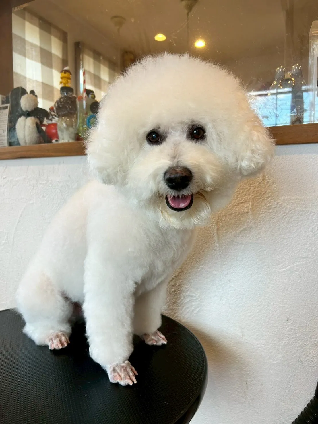 🌟トリミングサロンへようこそ！