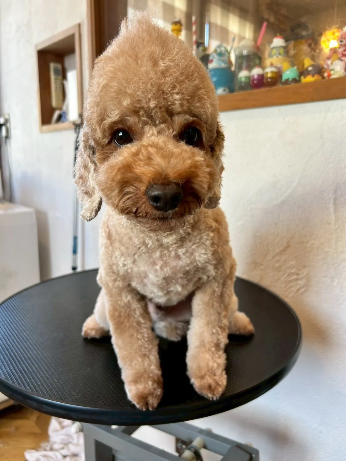 🌟トリミングサロンへようこそ！