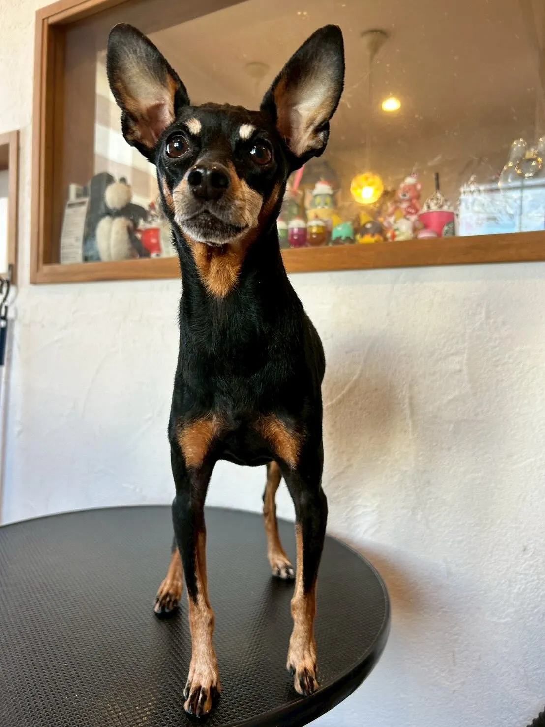 🌟トリミングサロンへようこそ！