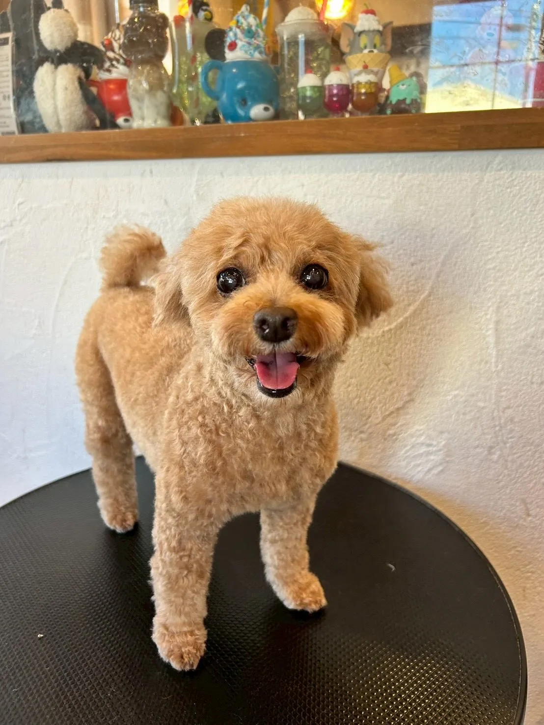 🌟トリミングサロンへようこそ！