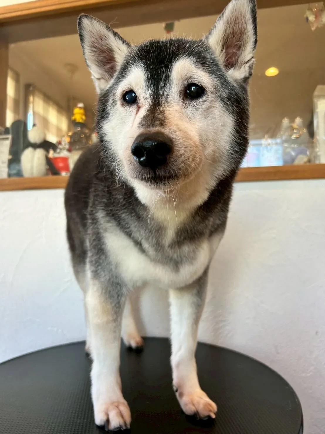 可愛いワンコたちが大集合🐾✨