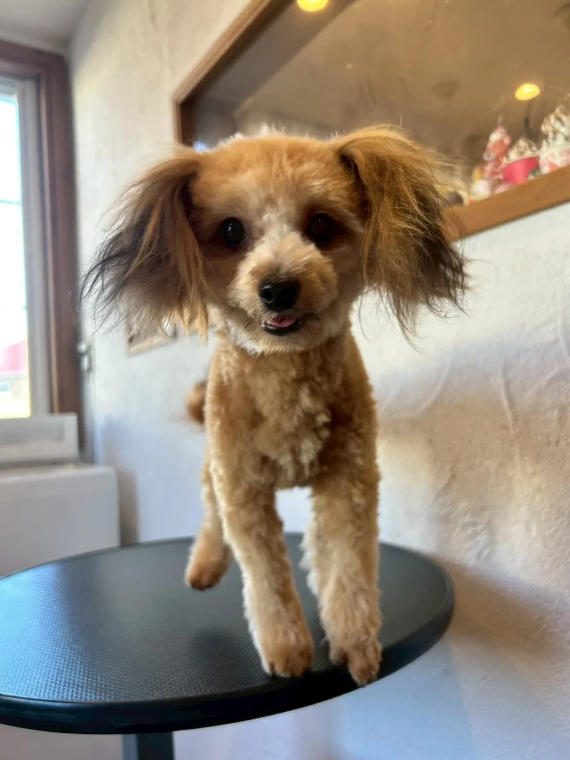 可愛いワンコたちが大集合🐾✨