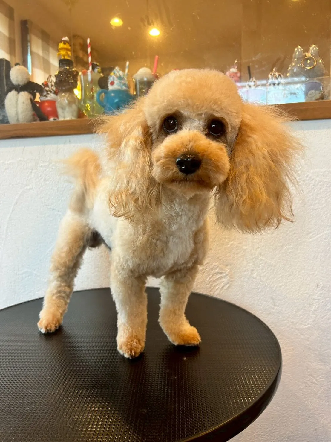 可愛いワンコたちが大集合🐾✨