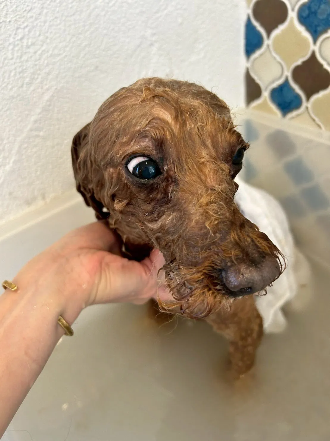 プードルのみんなが大集合！🐩💖 