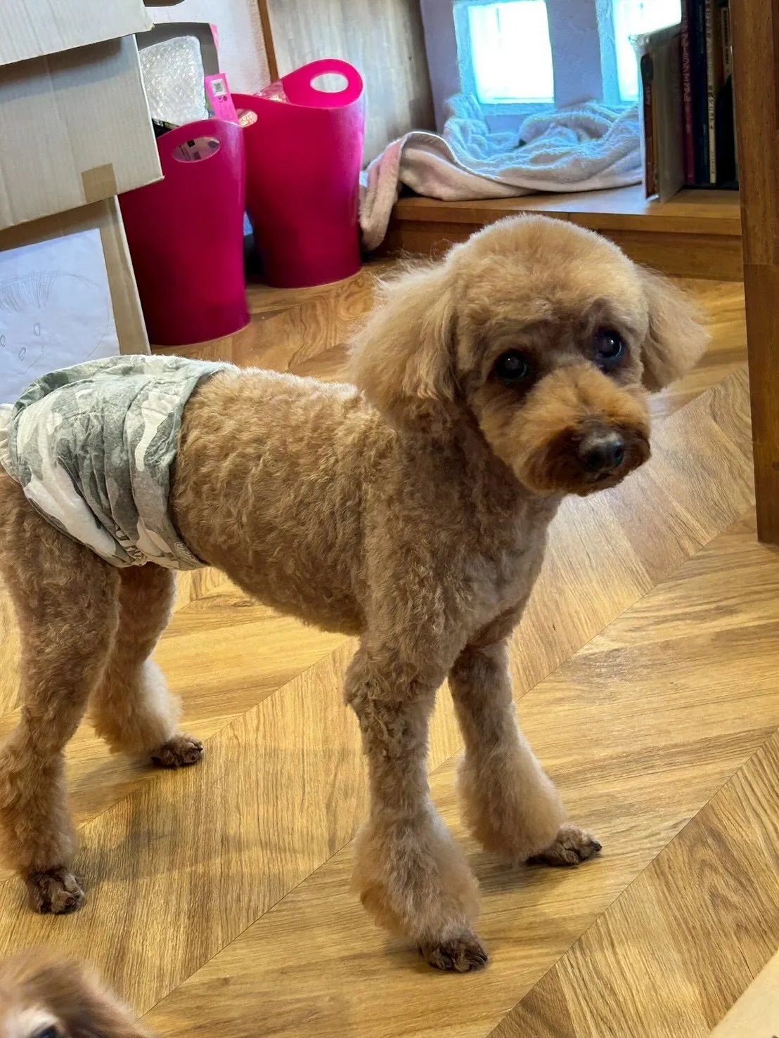 プードルのみんなが大集合!🐩💖