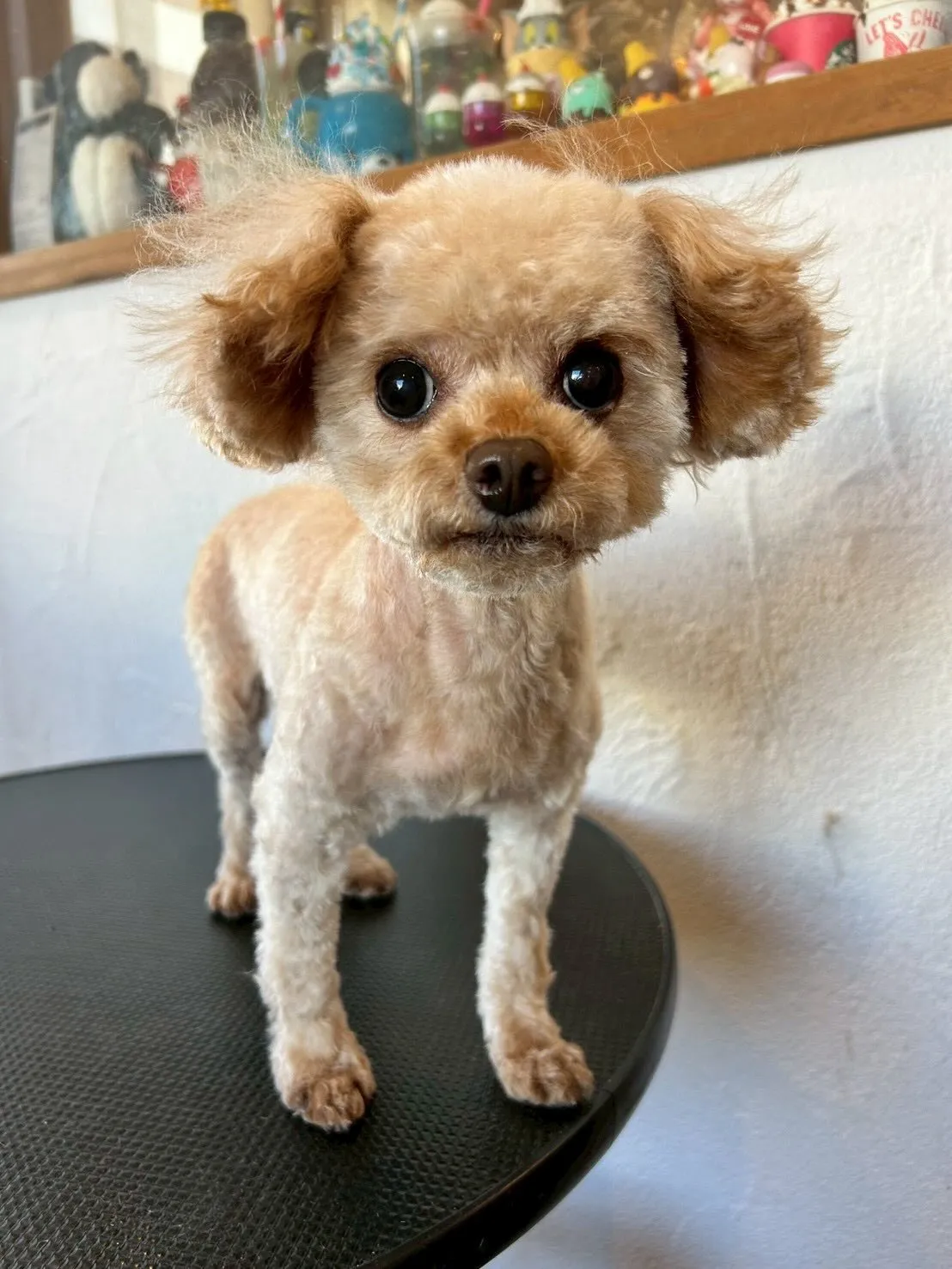 プードルのみんなが大集合!🐩💖