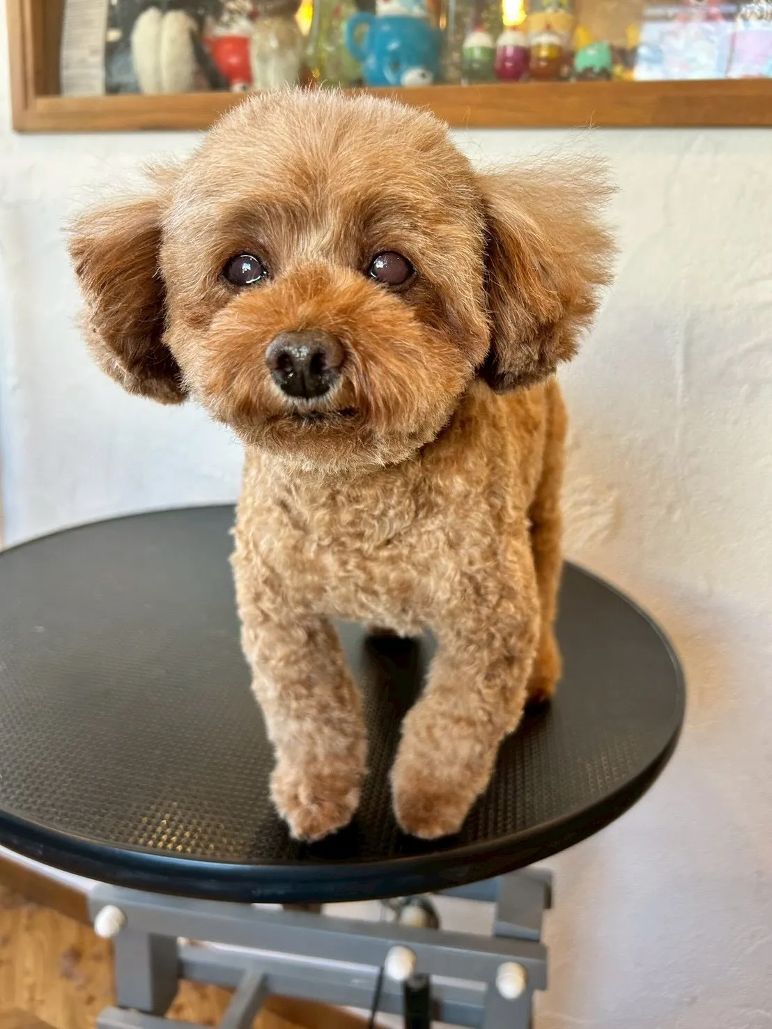 プードルのみんなが大集合!🐩💖