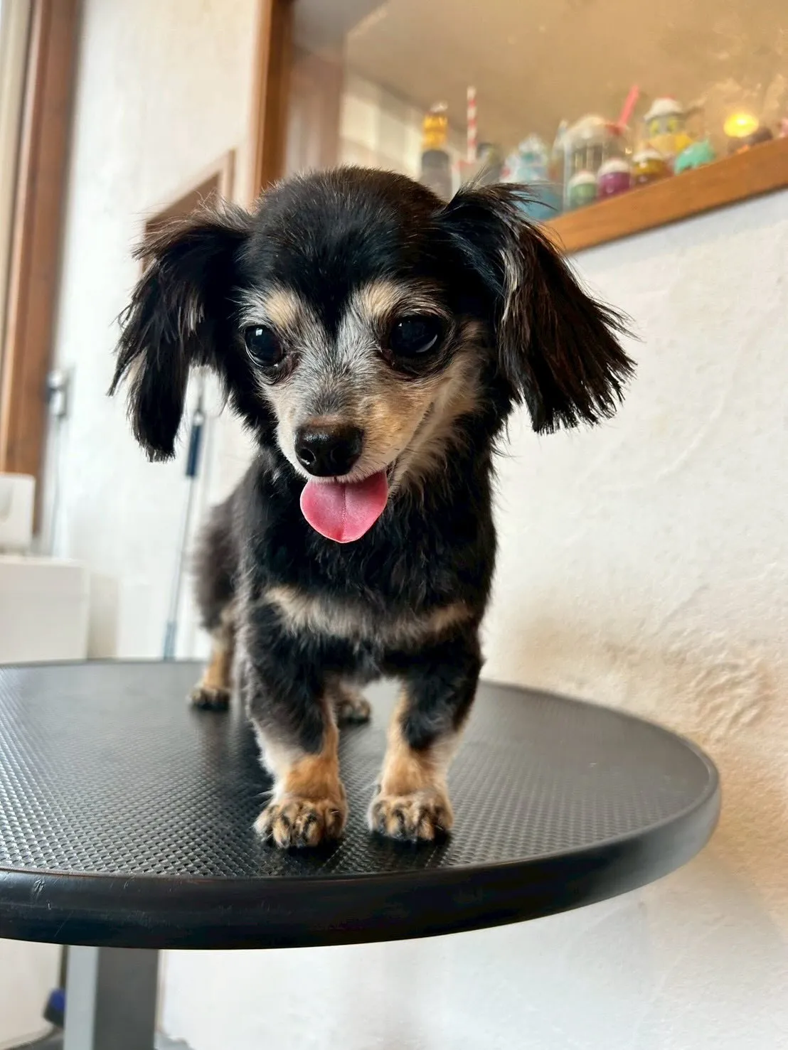 トリミングサロンに元気いっぱいのワンちゃんたちが集まってくれ...