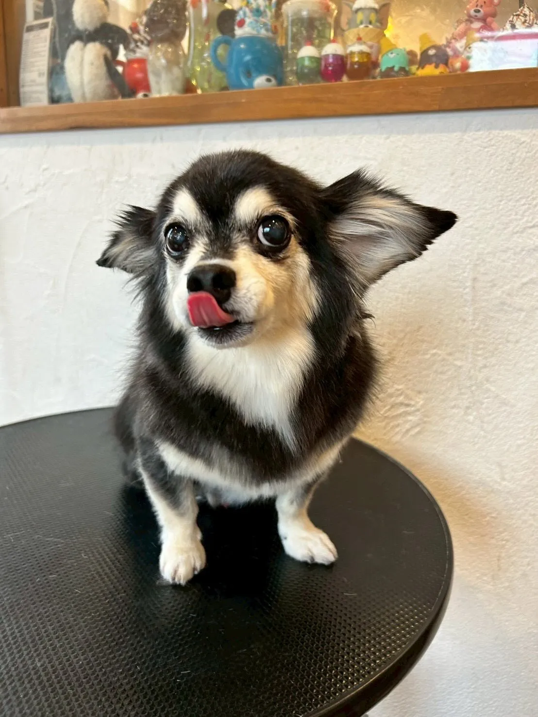 トリミングサロンに元気いっぱいのワンちゃんたちが集まってくれ...