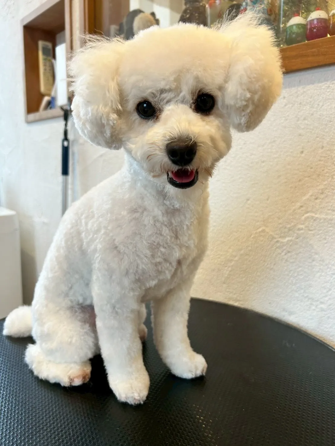 トリミングサロンに元気いっぱいのワンちゃんたちが集まってくれ...