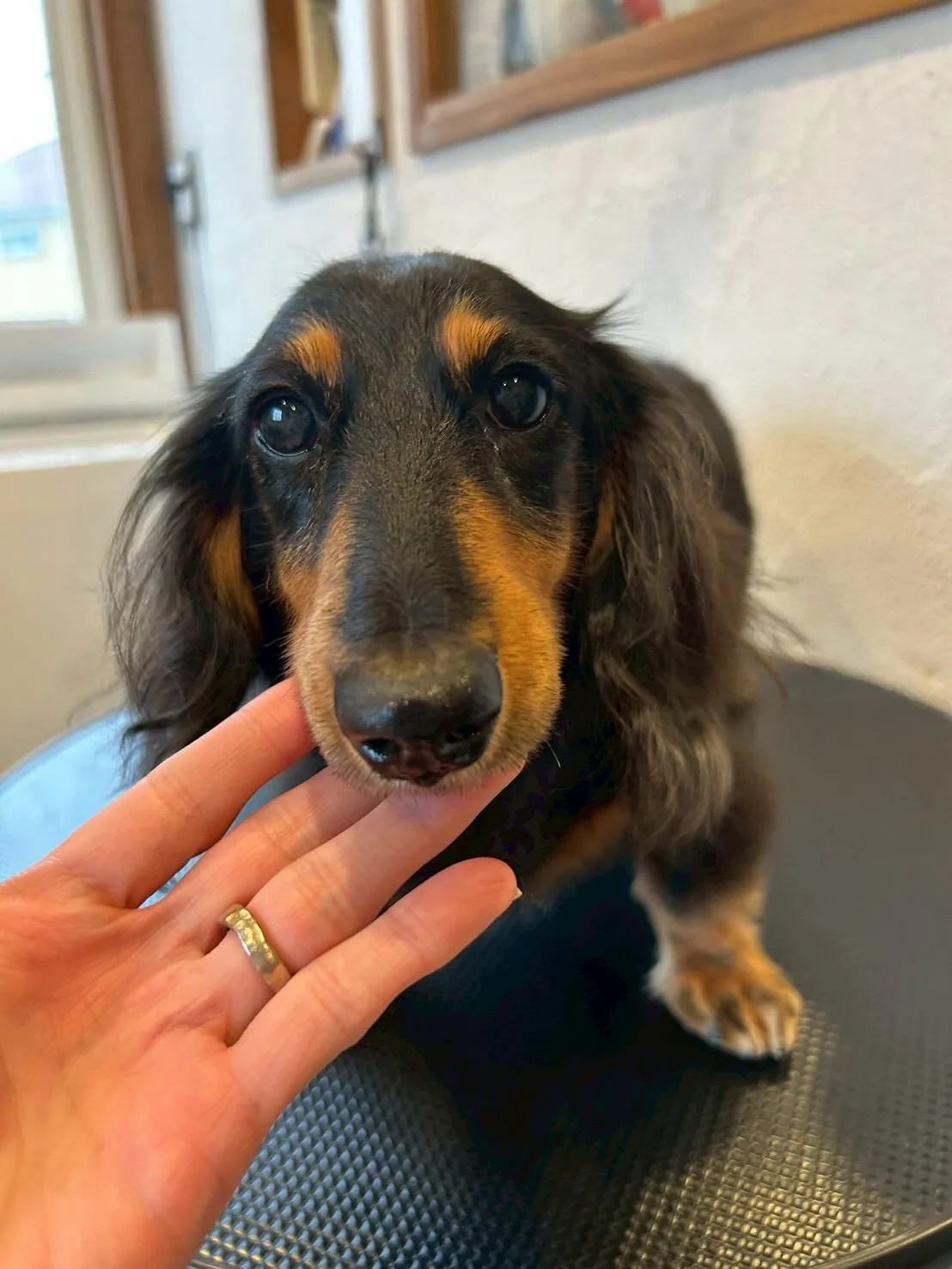 トリミングサロンに元気いっぱいのワンちゃんたちが集まってくれ...