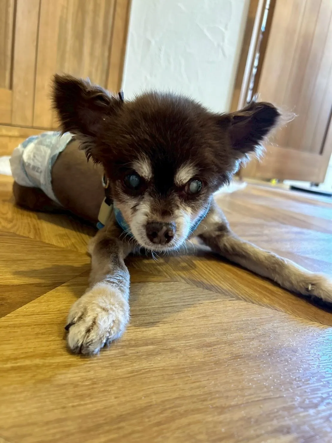 サロンに遊びに来てくれたかわいいワンちゃんたちをご紹介🐶💕