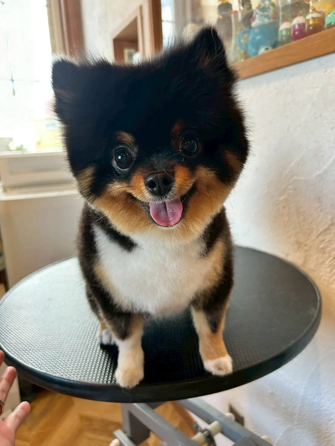 サロンに遊びに来てくれたかわいいワンちゃんたちをご紹介🐶💕