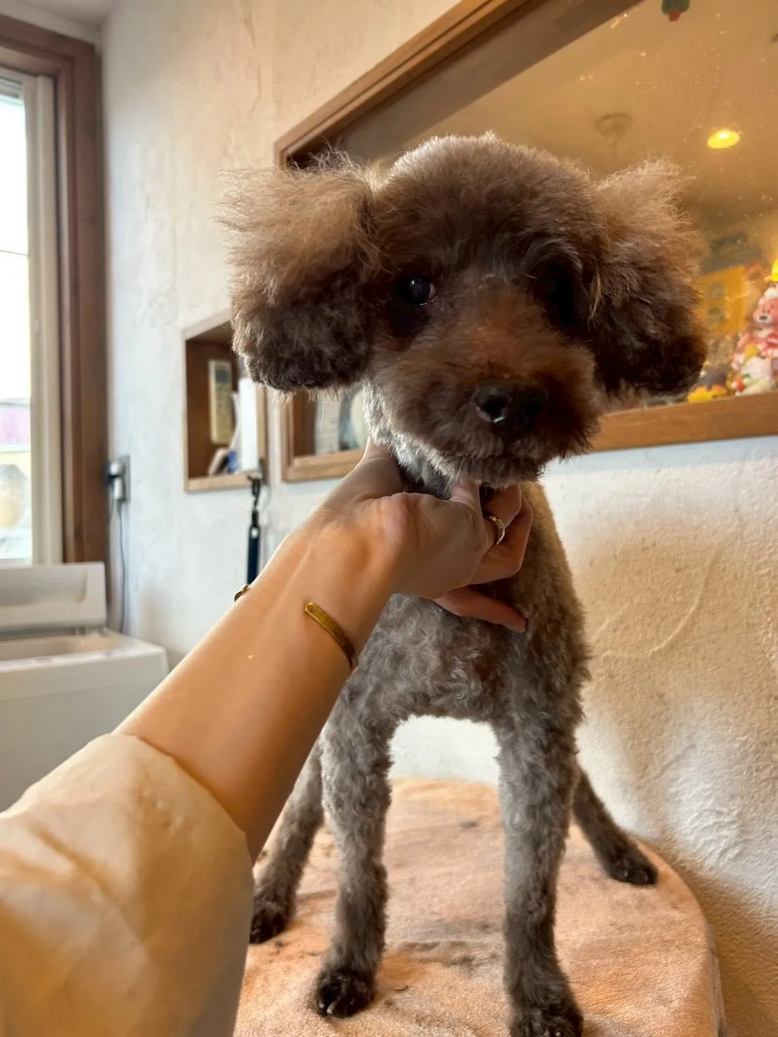 サロンに遊びに来てくれたかわいいワンちゃんたちをご紹介🐶💕