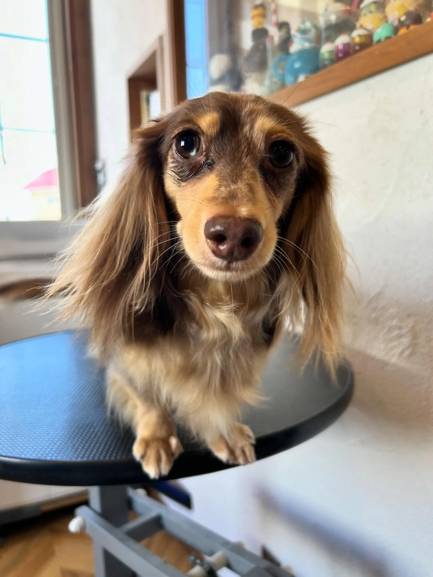 トリミングサロンに来てくれた素敵なワンちゃんたちを紹介します...