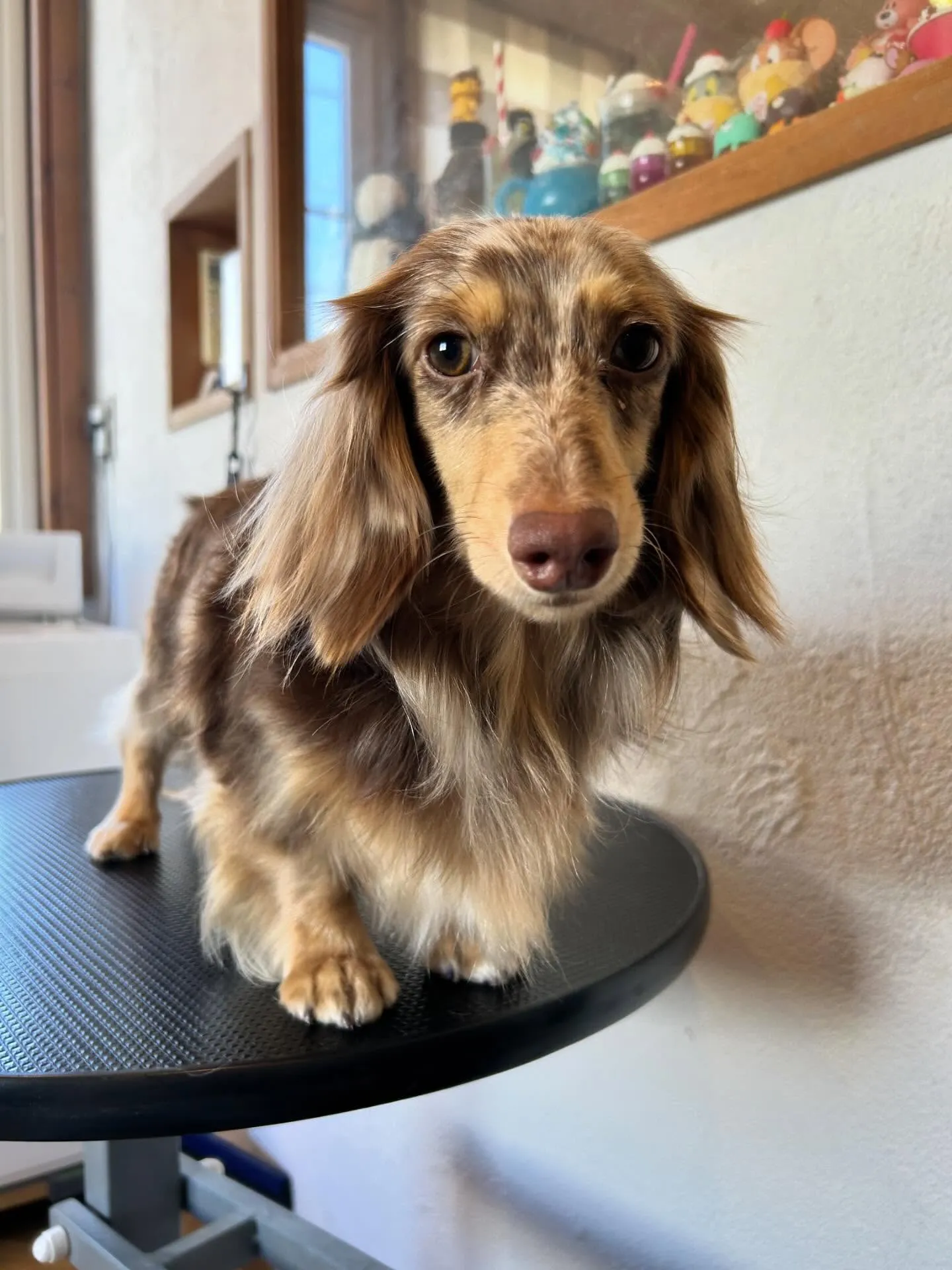 トリミングサロンに来てくれた素敵なワンちゃんたちを紹介します...