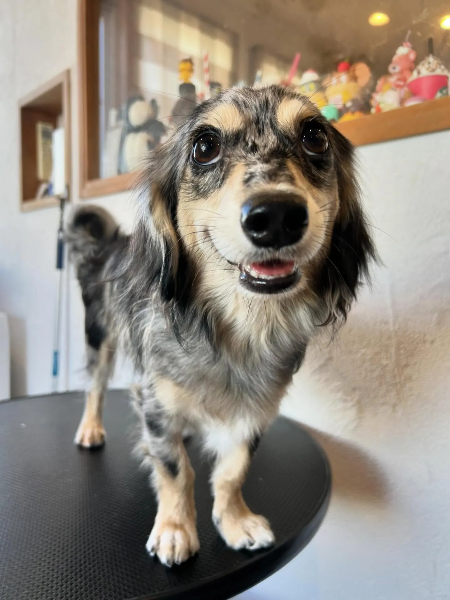 トリミングサロンに来てくれた素敵なワンちゃんたちを紹介します...