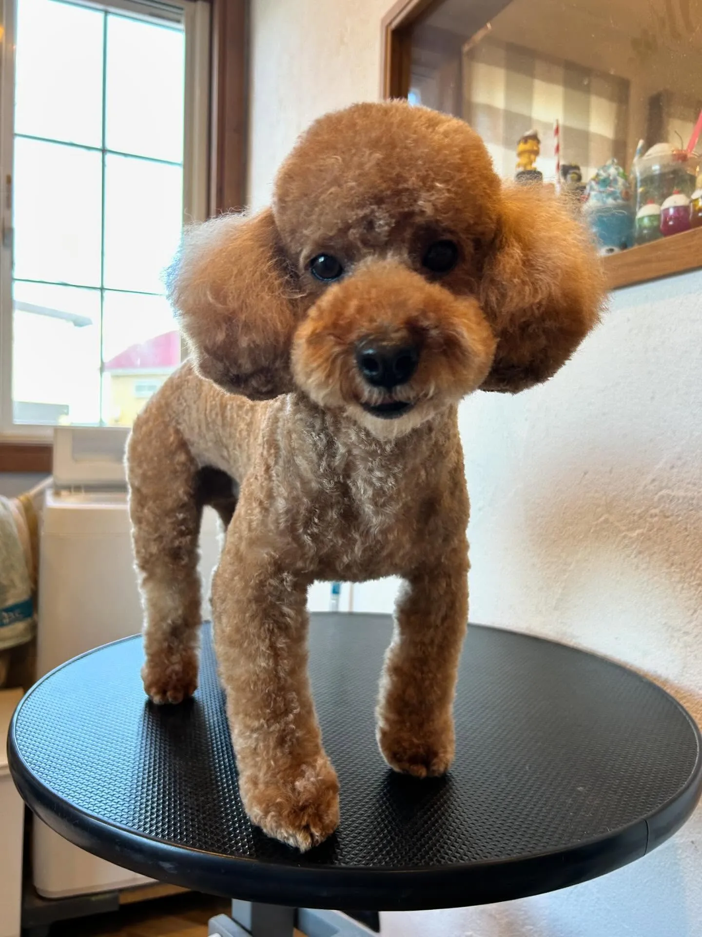 トリミングサロンに来てくれた素敵なワンちゃんたちを紹介します...