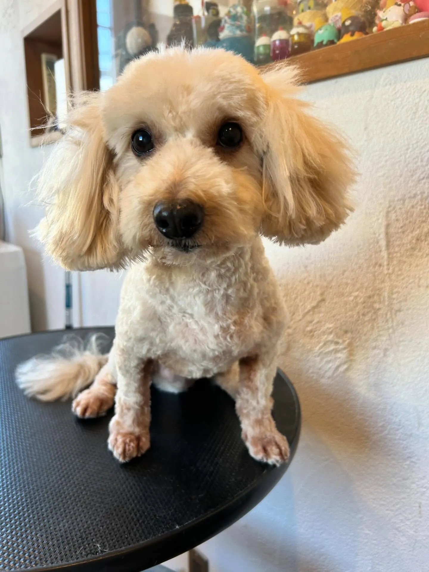 トリミングサロンに来てくれた素敵なワンちゃんたちを紹介します...