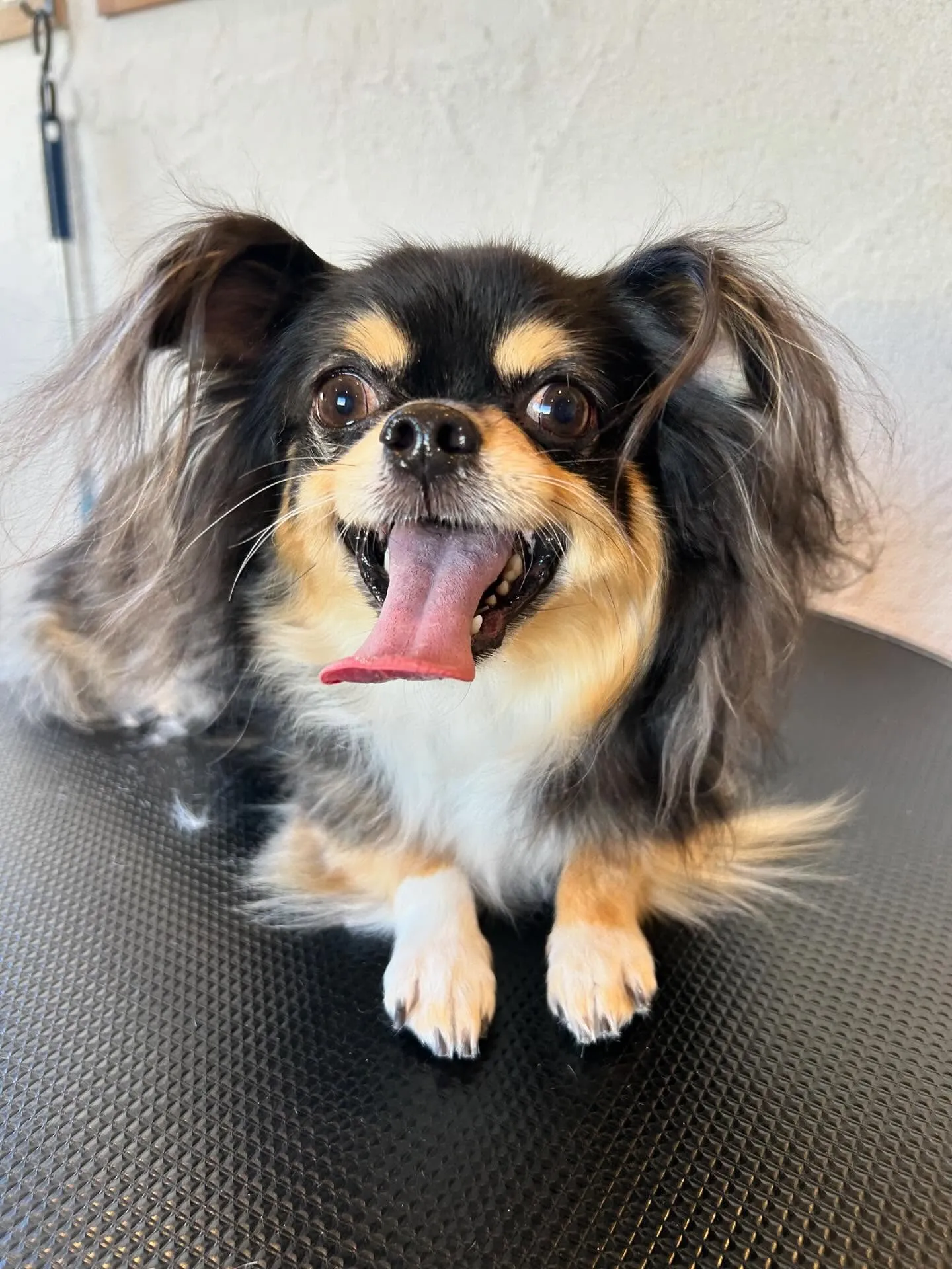 トリミングサロンに来てくれた素敵なワンちゃんたちを紹介します...