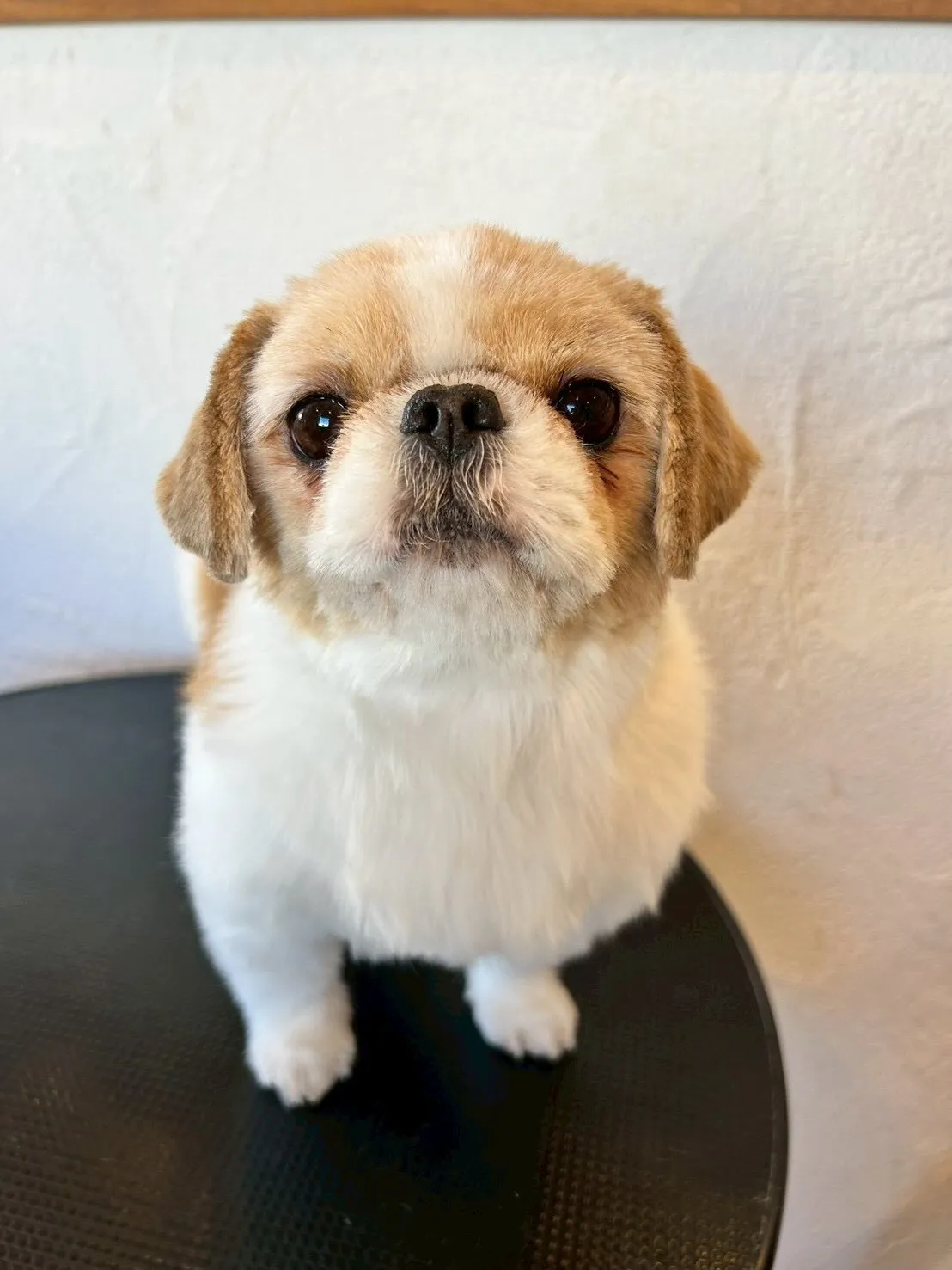 トリミングサロンでのハッピータイムをお届けします!✨