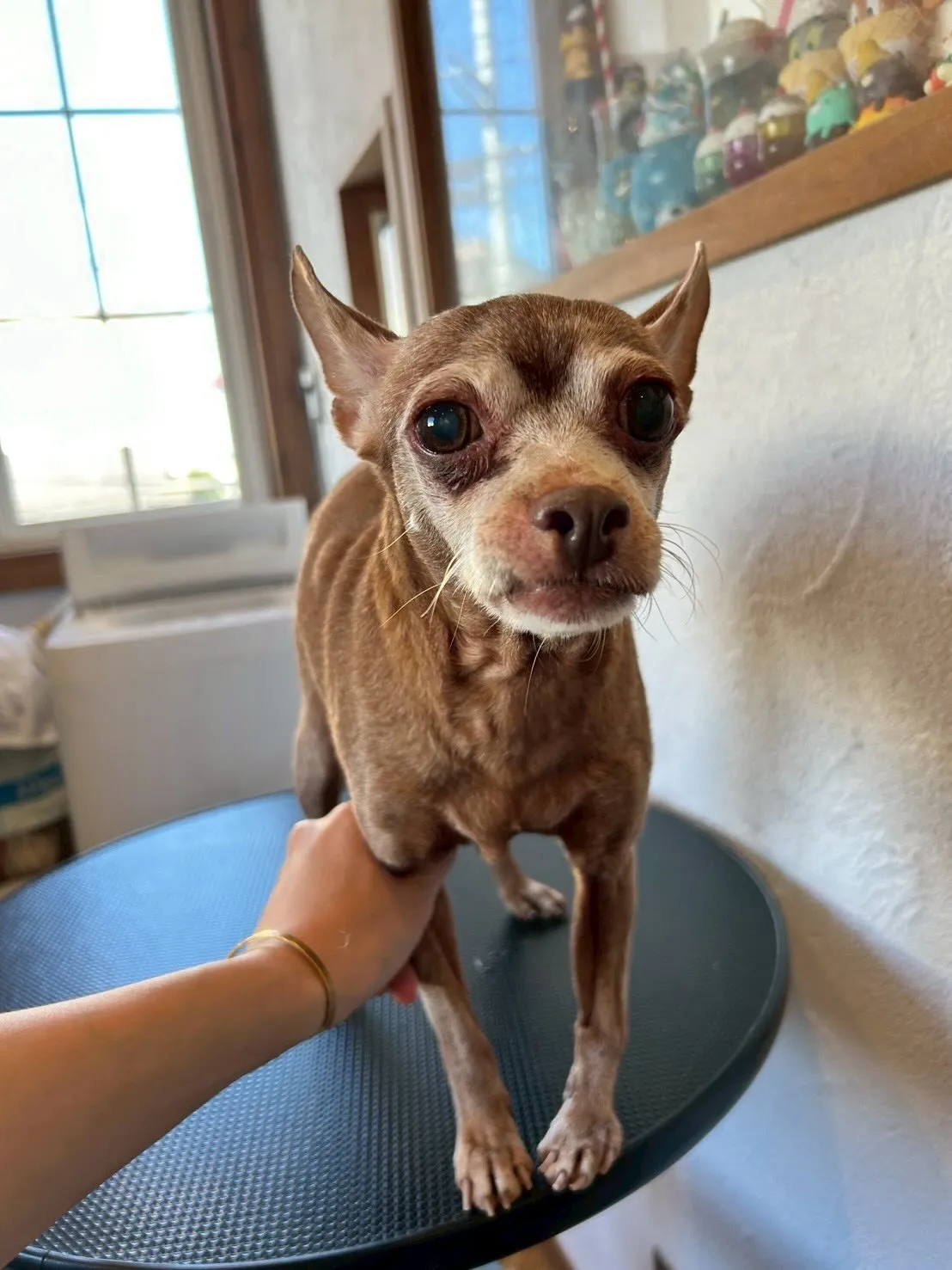 トリミングサロンでのハッピータイムをお届けします!✨