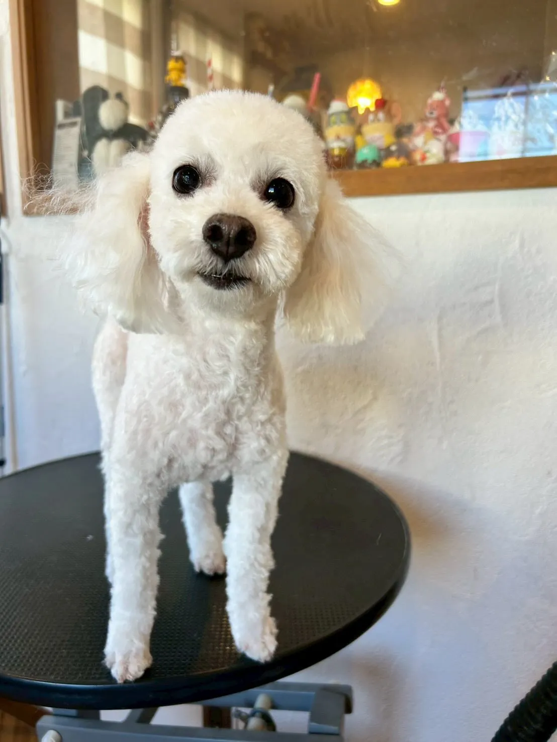 トリミングサロンでのハッピータイムをお届けします!✨