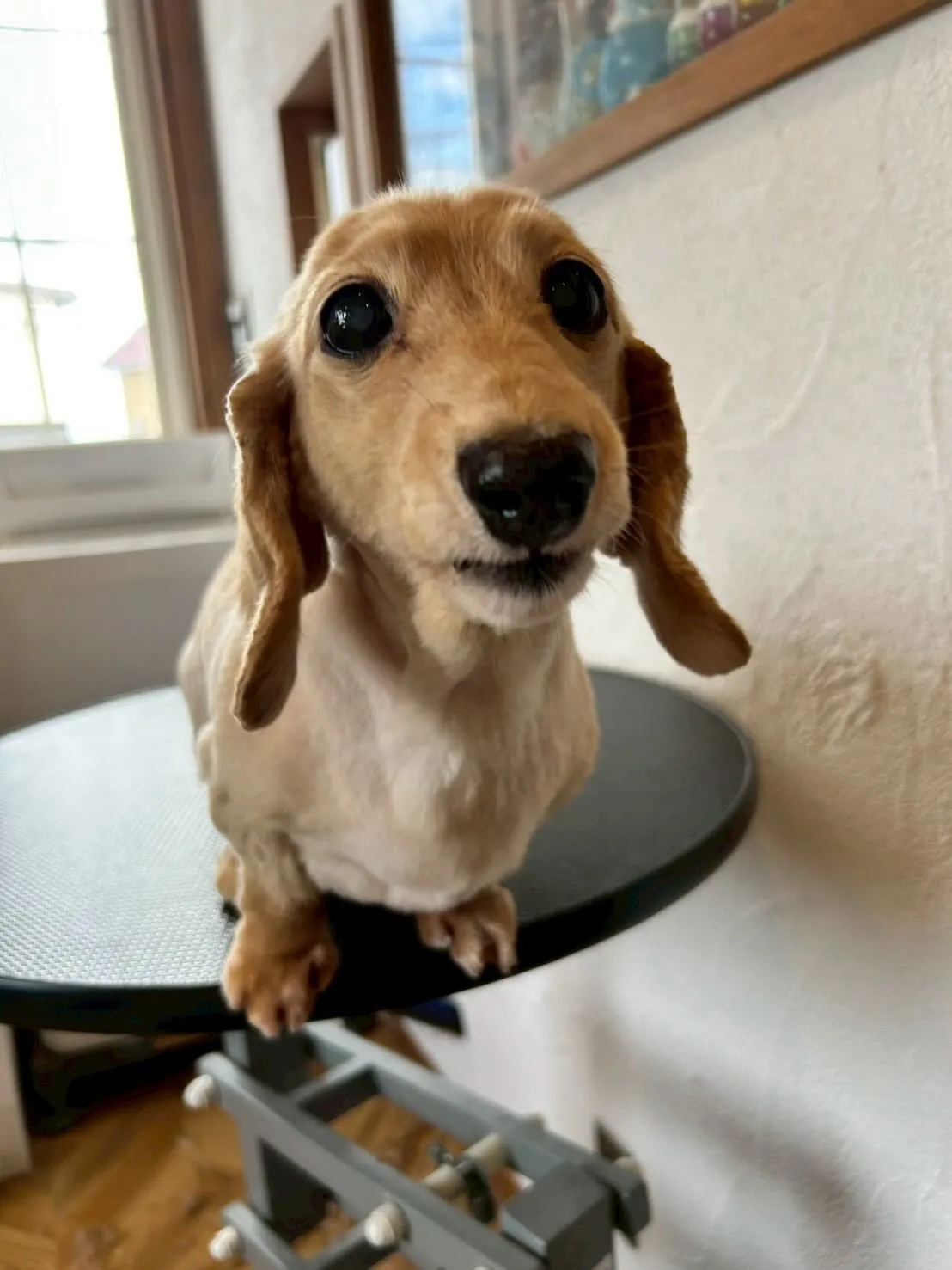 🐾 たくさんの可愛いワンちゃんたちが遊びに来てくれましたよ🎉