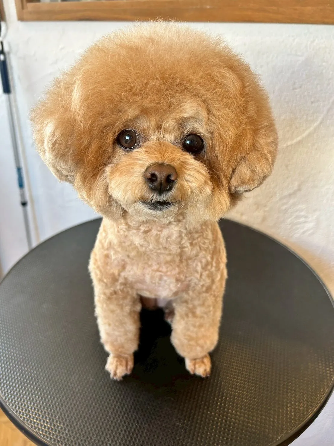 🐾 たくさんの可愛いワンちゃんたちが遊びに来てくれましたよ🎉