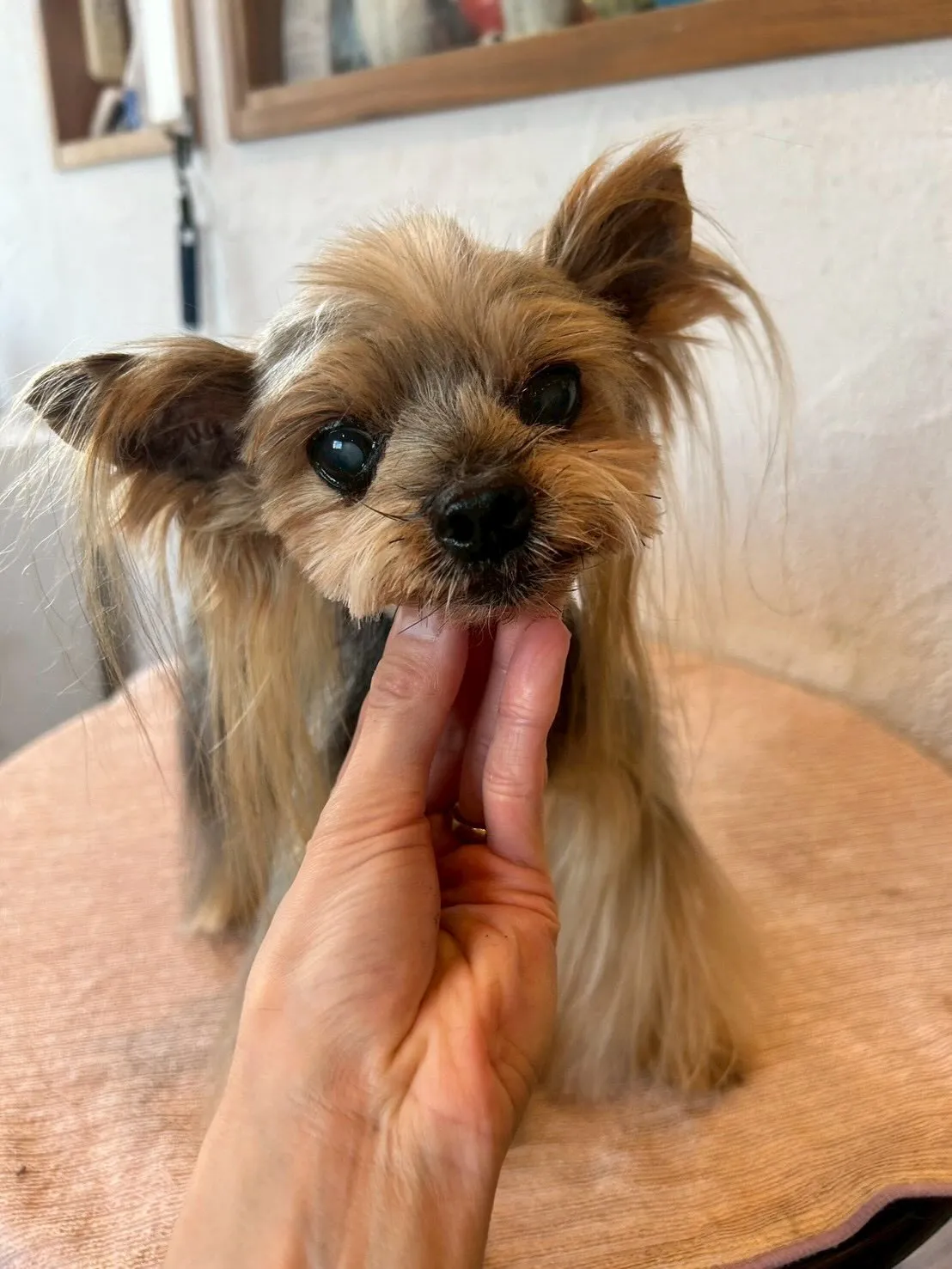 🐾 たくさんの可愛いワンちゃんたちが遊びに来てくれましたよ🎉