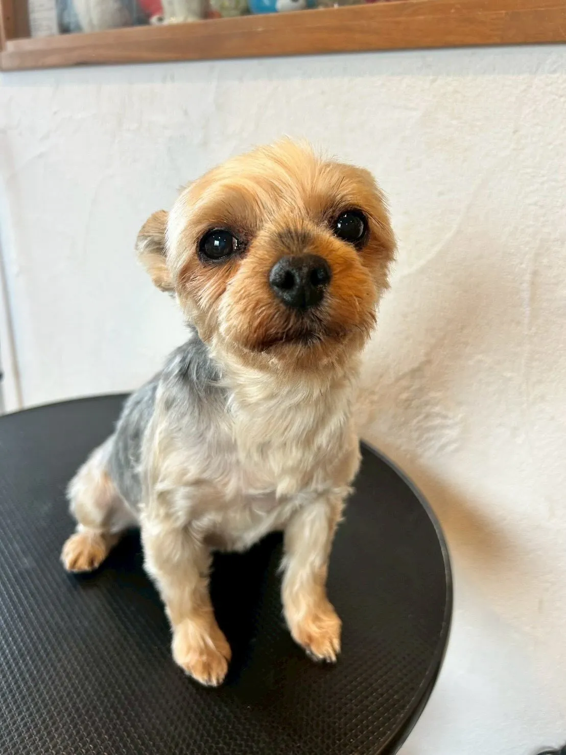 🐾 たくさんの可愛いワンちゃんたちが遊びに来てくれましたよ🎉