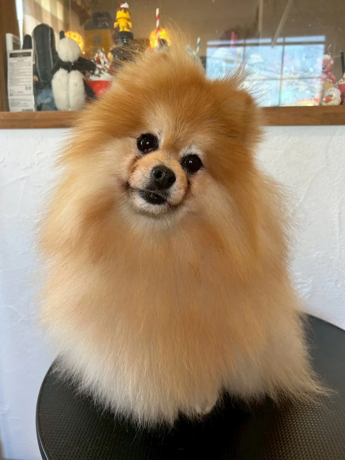 ポメラニアンのポコちゃんがご来店！