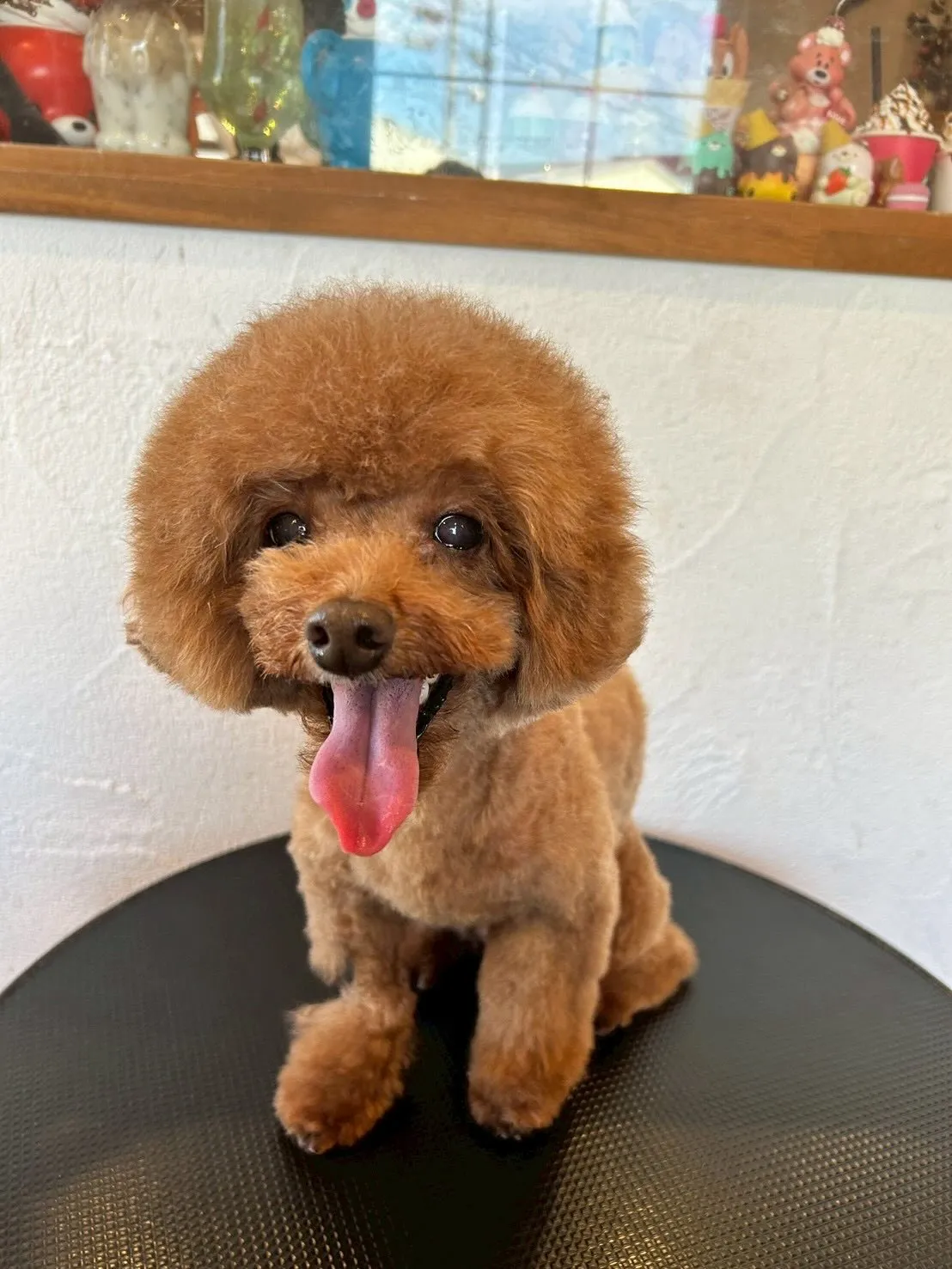 ポメラニアンのポコちゃんがご来店!