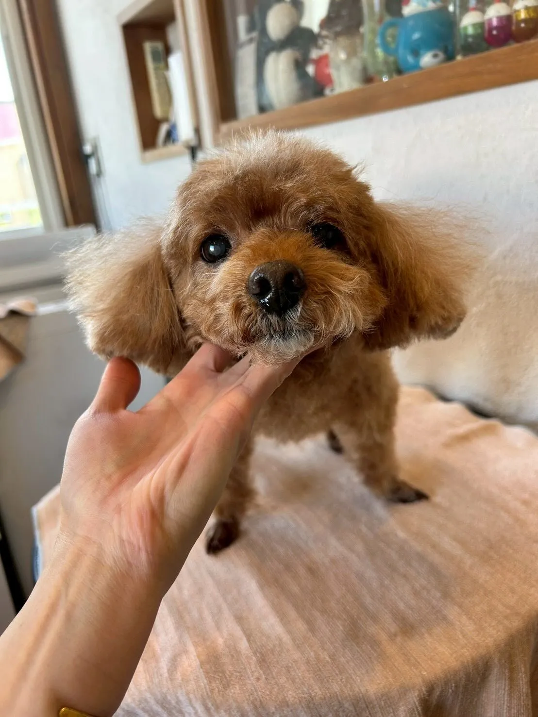 🐾✨ワンちゃんたちが大集結！✨🐾