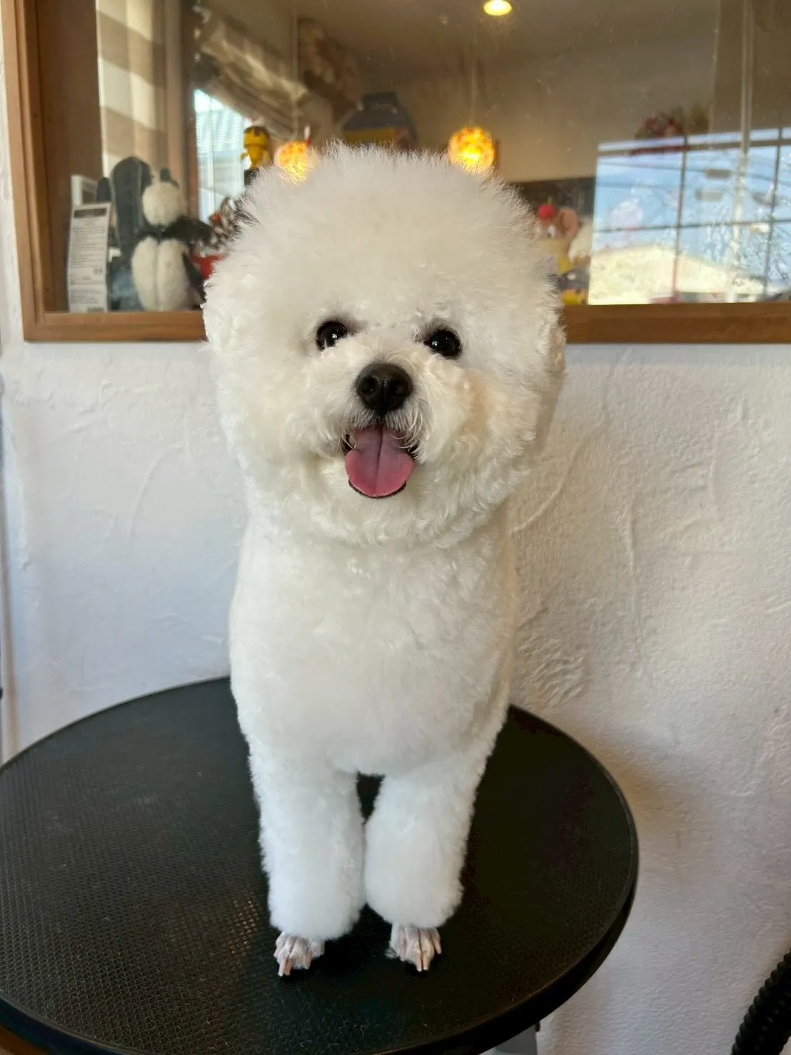 🐾✨ワンちゃんたちが大集結！✨🐾