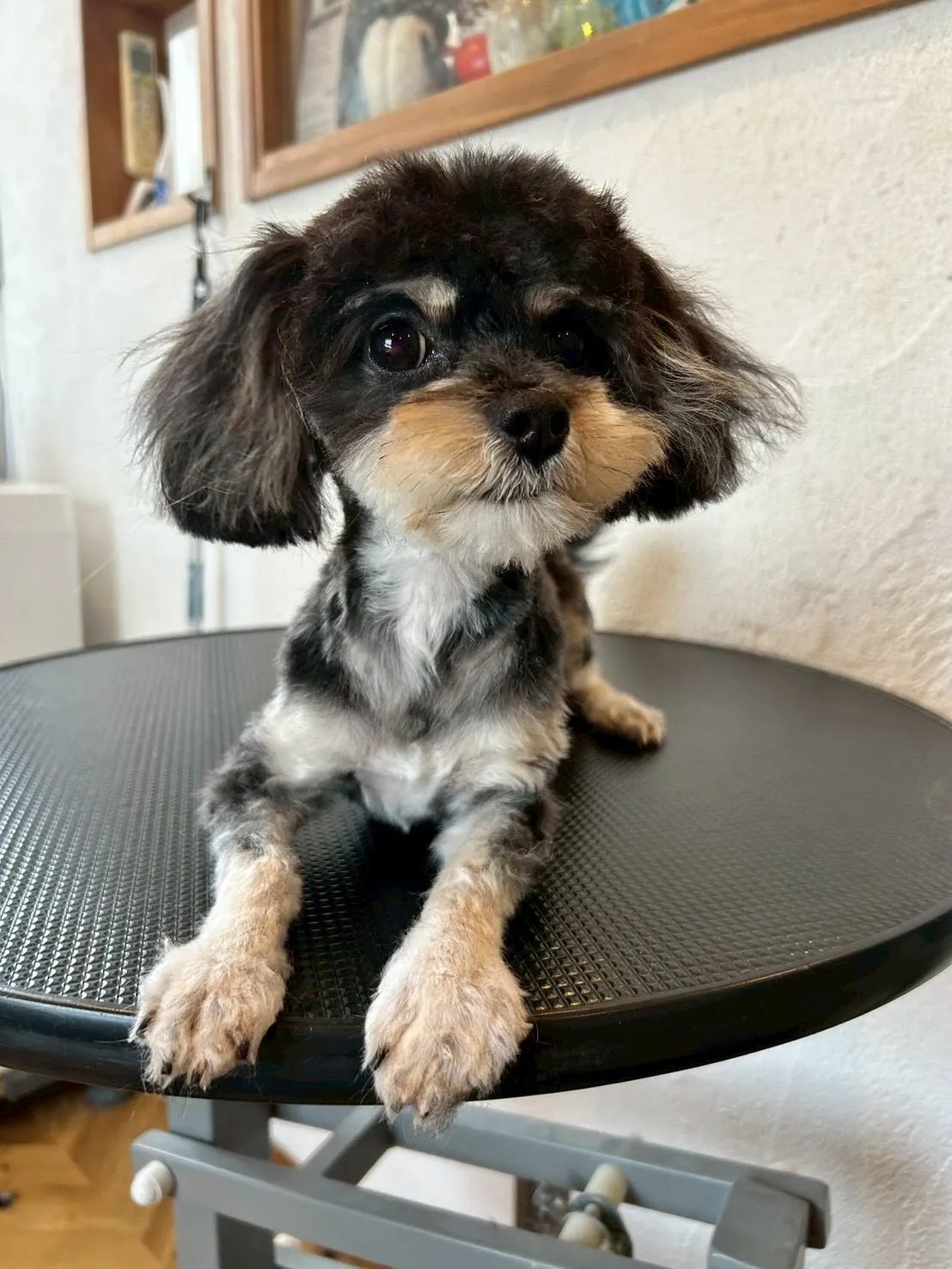 🐾✨ワンちゃんたちが大集結！✨🐾