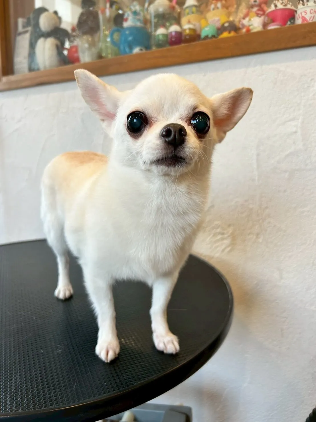 🐾✨ワンちゃんたちが大集結！✨🐾