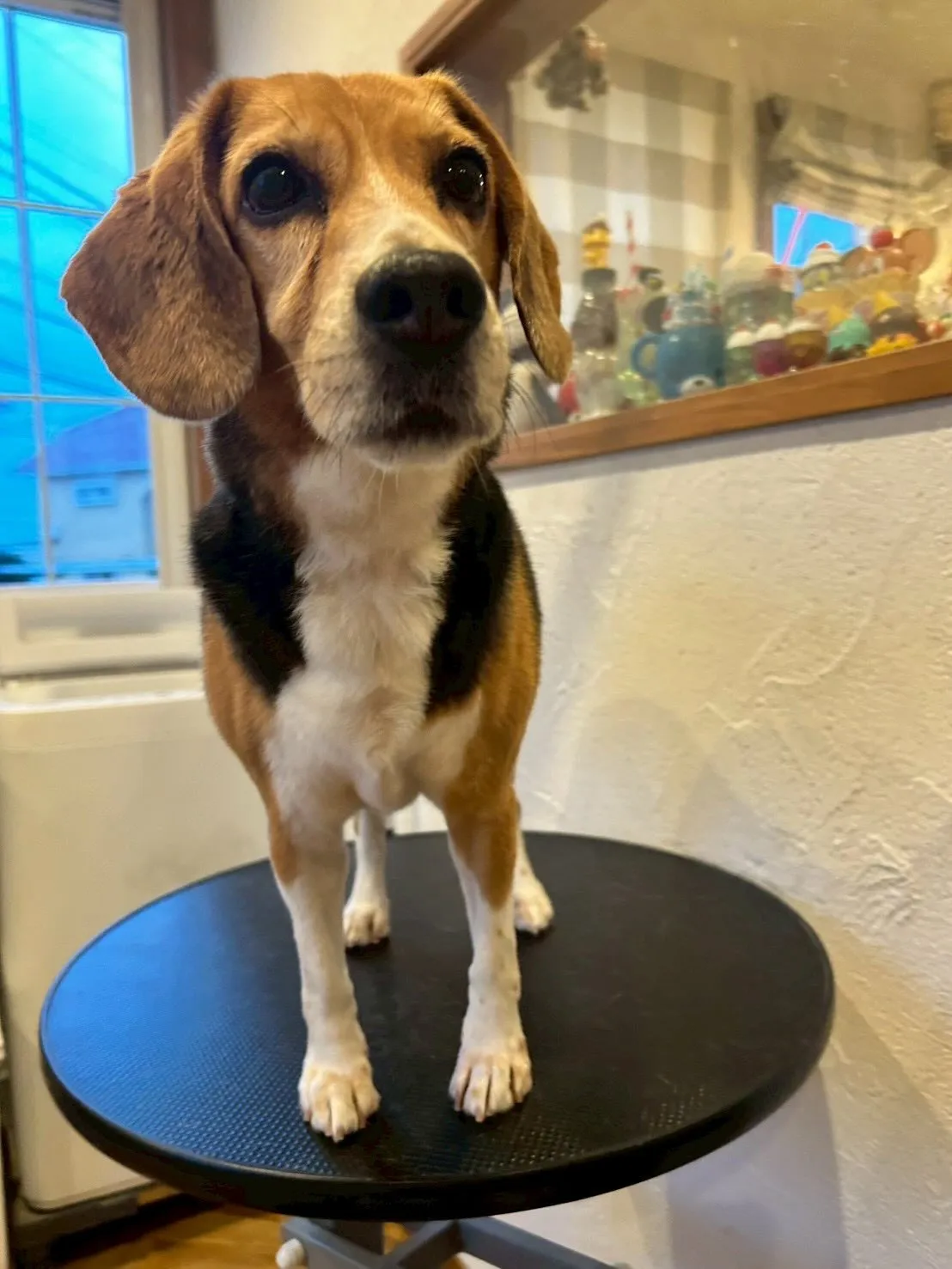 🐾✨ワンちゃんたちが大集結！✨🐾