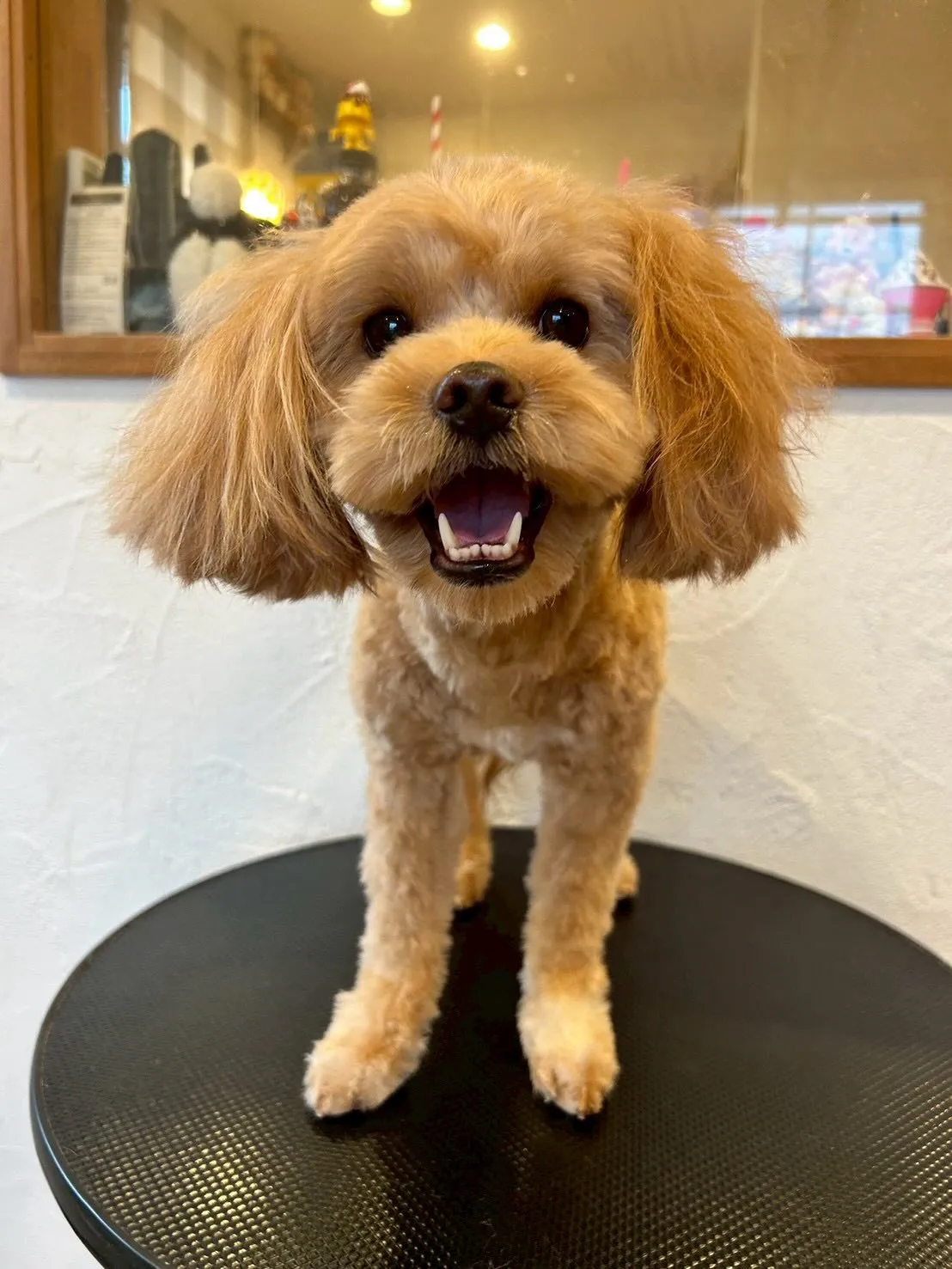 🐾✨トリミングサロンへようこそ！