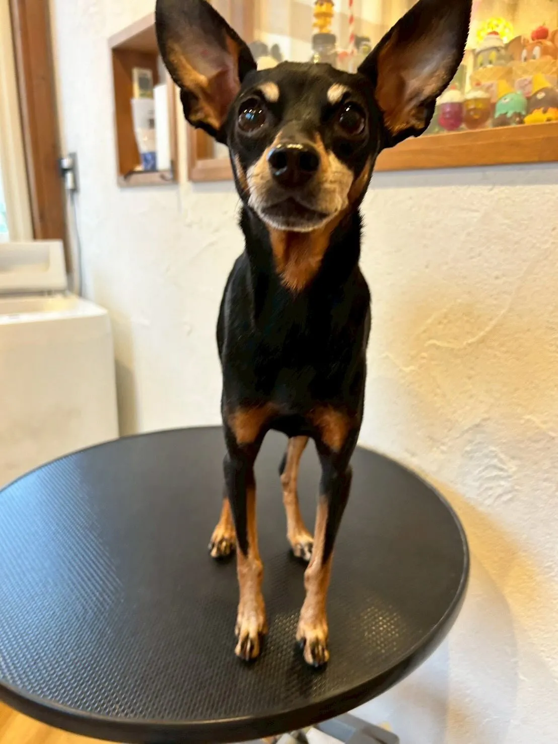 🐾✨トリミングサロンへようこそ！