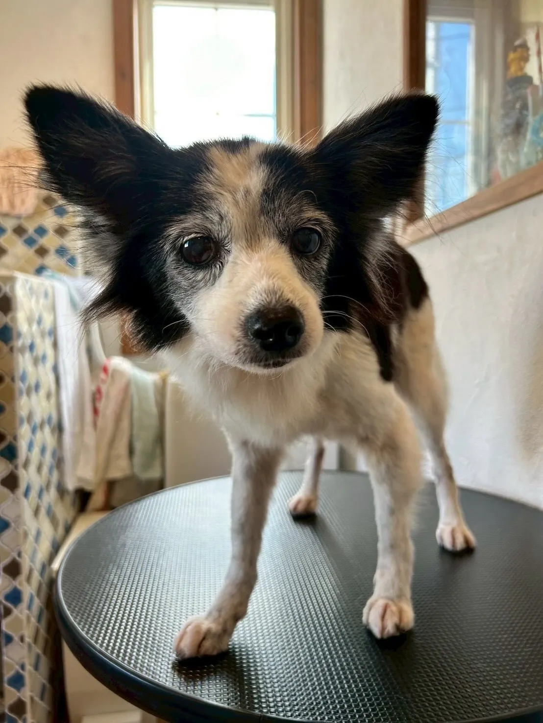 ワンちゃんたちがいっぱい!✨