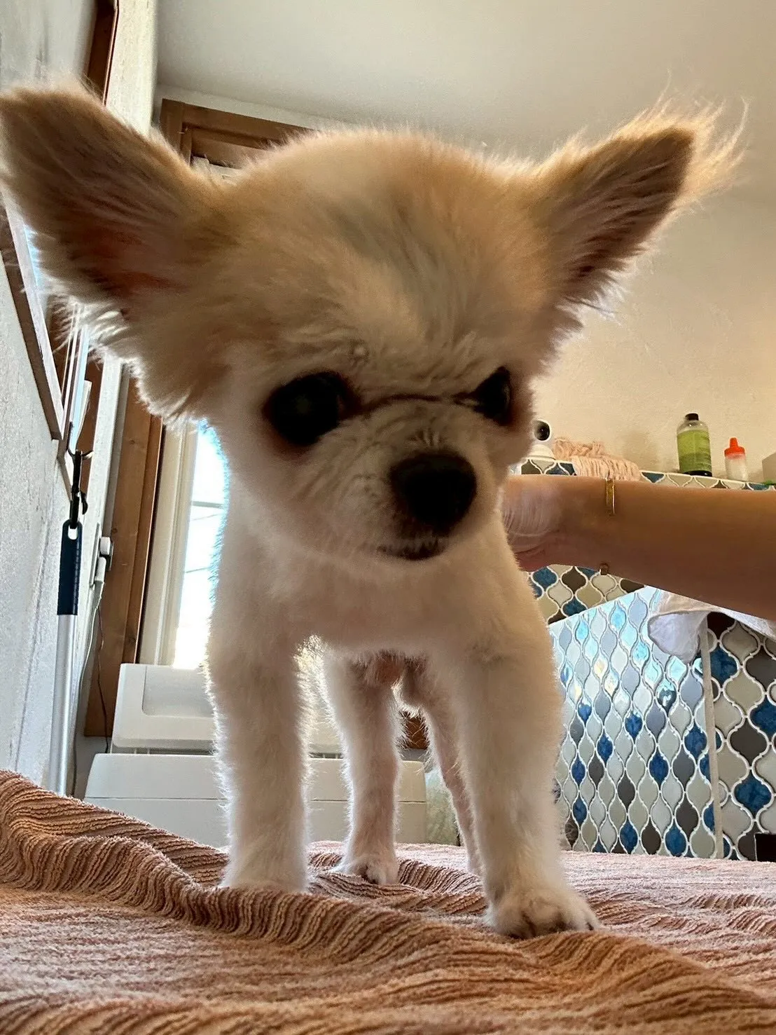 ワンちゃんたちがいっぱい!✨