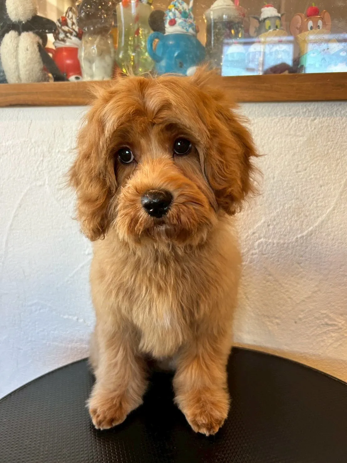 ワンちゃんたちがいっぱい!✨