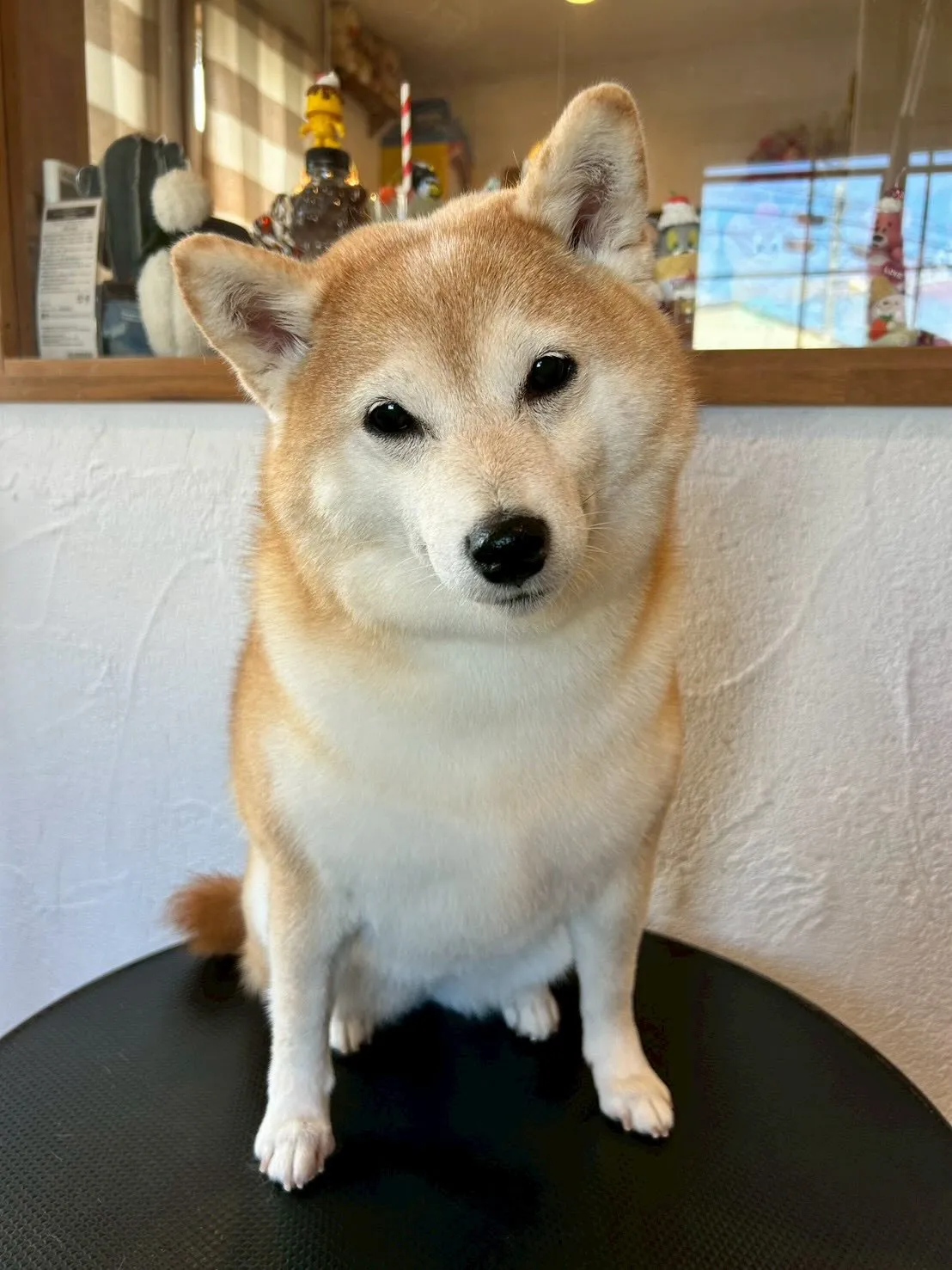 トリミングサロンに新しいお友達が来てくれました✨ 